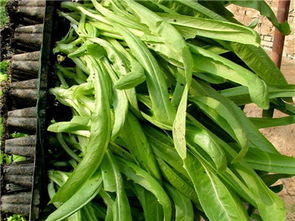 中農(nóng)共信有機(jī)瓜菜工廠加盟費(fèi)多少 國家有沒有資金補(bǔ)助